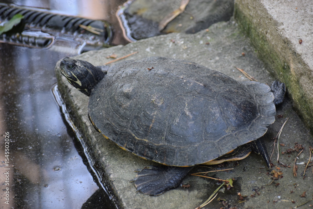 Obraz premium red eared slider turtle