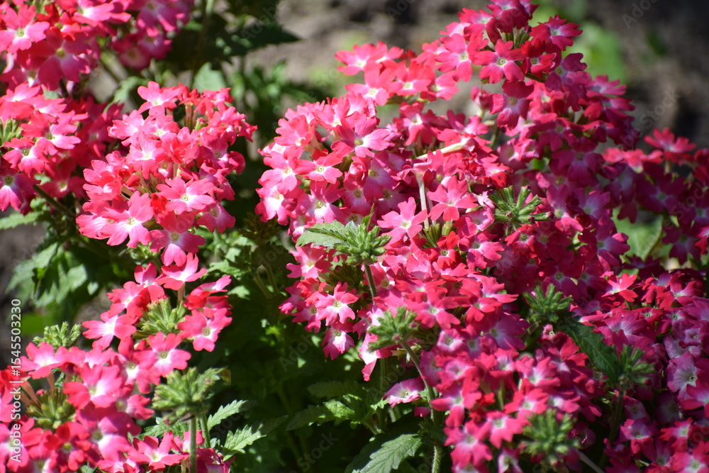 Fototapeta premium pink flowers in a garden