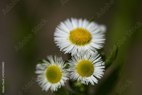 Cluster of Delicate White Flowers with Yellow Centers