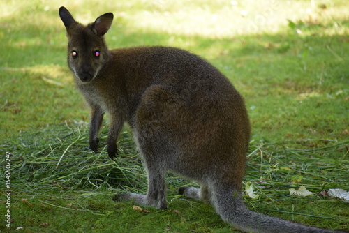 Fototapeta Naklejka Na Ścianę i Meble -  kangaroo, kangaroo australian australian kangaroo, kangaroo island, australian, australia