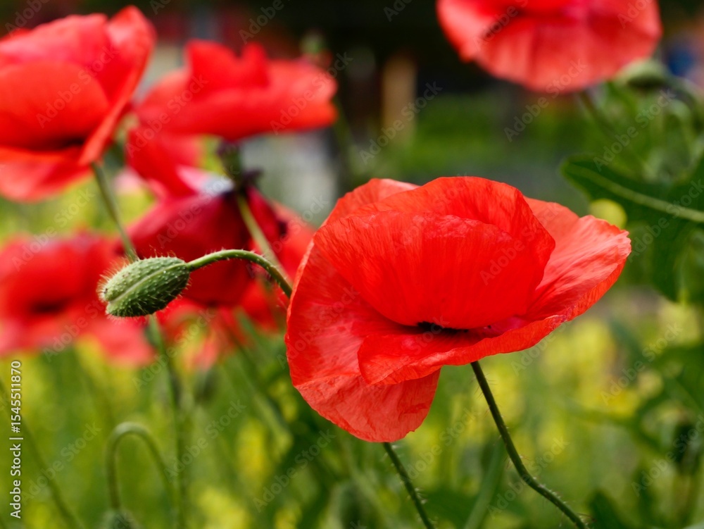 Obraz premium Flowers and fruits of the long-headed poppy (Papaver dubium) or blindeyes in the garden bed. Sweden