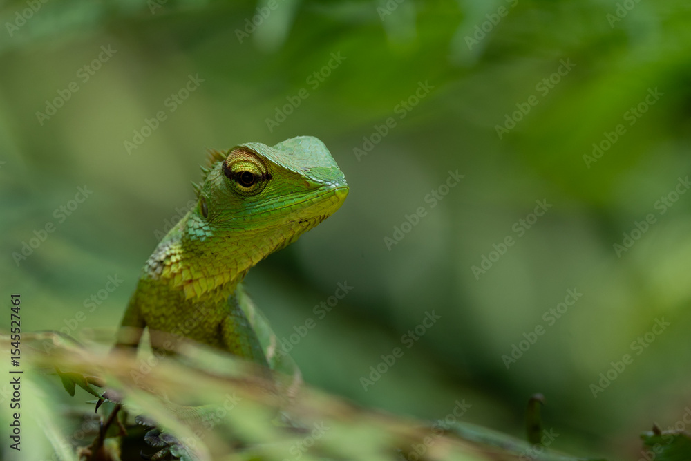 Fototapeta premium A shallow focus of a green garden lizard (Bronchocela cristatella) on green leaf of plant on blurry background
