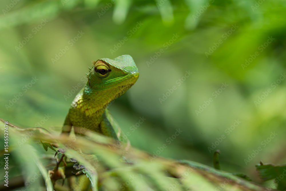 Fototapeta premium A shallow focus of a green garden lizard (Bronchocela cristatella) on green leaf of plant on blurry background