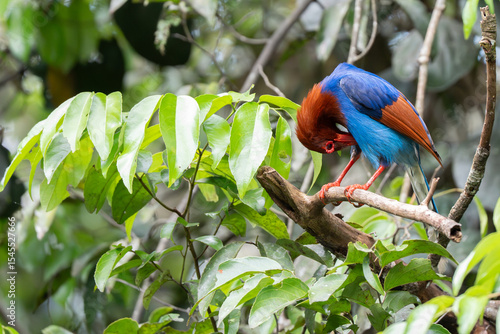 Sri Lanka or Ceylon Blue Magpie (Urocissa ornata) in Sri Lanka