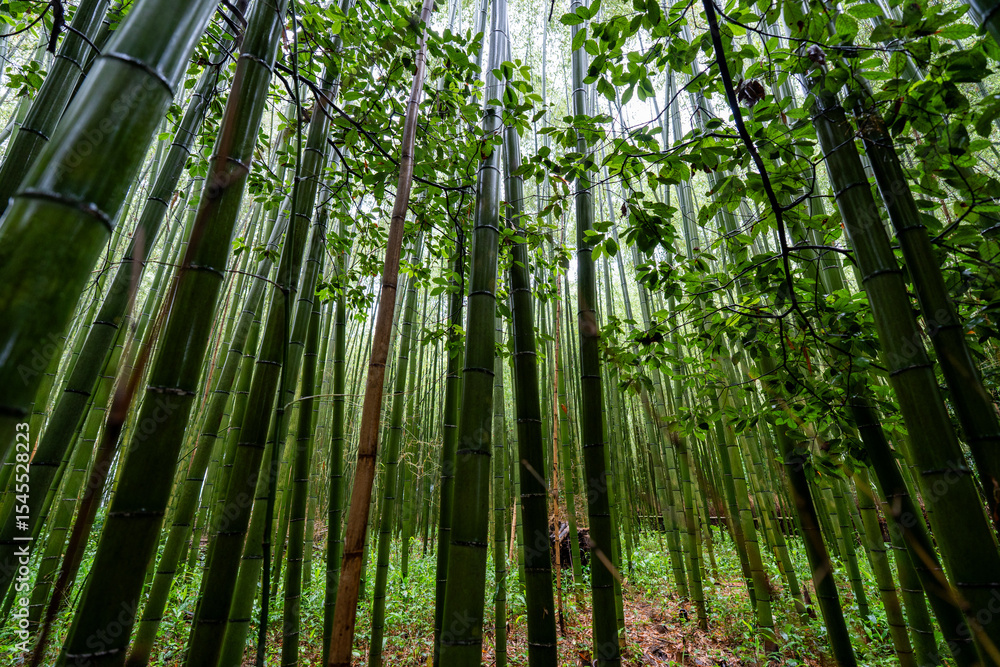 Fototapeta premium Arashiyama Bamboo Forest in Japan.