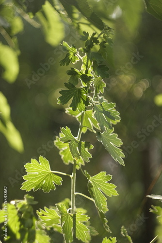 green currant leaves