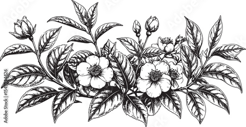 Botanical Tea Plant Arrangement - Vintage Engraving
