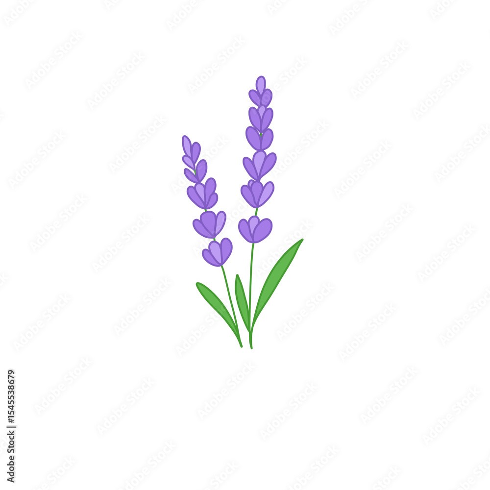 lilac flowers isolated on white lilac flowers isolated on white