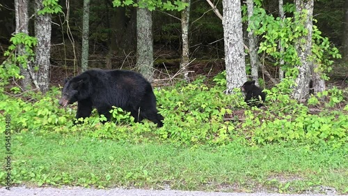 Mama Black Bear and Cub
