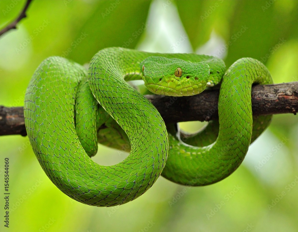 Large-eyed Pit Viper or Trimeresurus macrops, beautiful green snake coiling resting on tree branch with green background Large-eyed Pit Viper or Trimeresurus macrops, beautiful green snake coiling resting on tree branch with green background