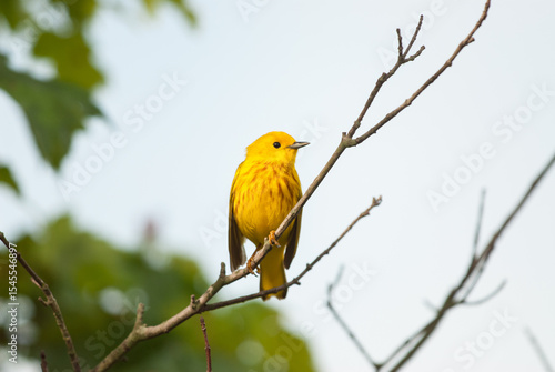 A male Yellow Warbler (northern variant) perched on a tree branch