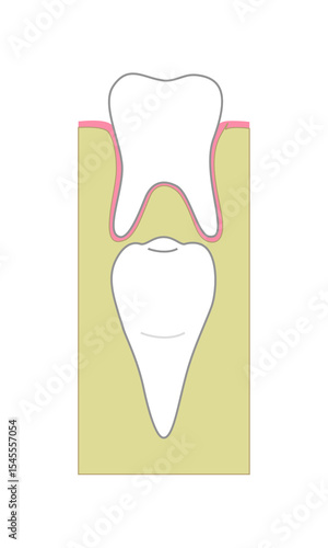Adult tooth under child tooth in jaw, cross section anatomy. Vector illustration
