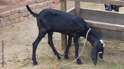 Wallpaper Mural Rajanpuri Goat on Farm –  4K Footage (Capra aegagrus hircus) Torontodigital.ca