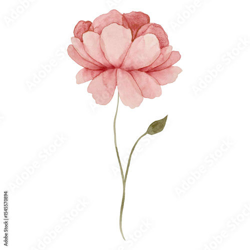 Pink flower watercolor painting isolated on transparent background