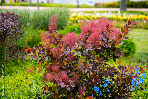 Garden landscape with Smoke tree (Cotinus coggygria) flowers in full bloom in red in spring