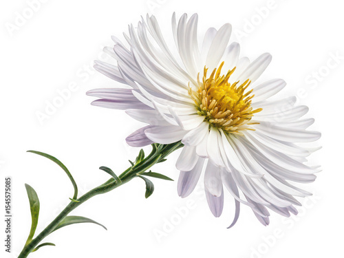 Single white aster flower with yellow center, isolated on black background, delicate petals, elegant bloom, botanical photography, studio shot, floral