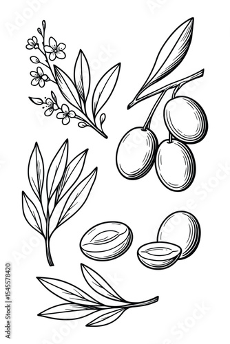 Botanical illustration with olive branch, leaves, and fruits. Hand drawn vector drawing of plant elements for design and decoration.