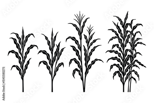 A collection of corn stalk silhouettes featuring agriculture and plant growth. Includes various stages of corn stalk development and foliage.