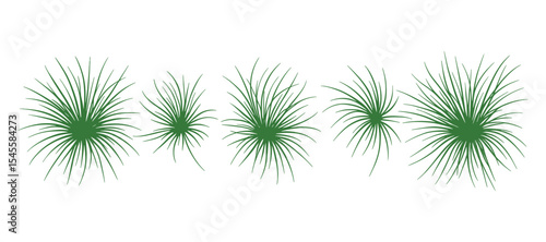 A clump of grass tufts greenery ground cover plant botanical detail. Ideal for adding natural elements to designs.