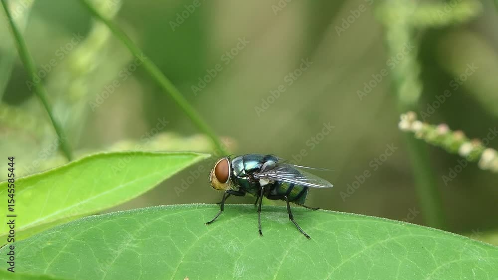 Bluebottle Fly, Family Calliphoridae, perching on green leaf in garden. Bluebottle Fly, Family Calliphoridae, perching on green leaf in garden.