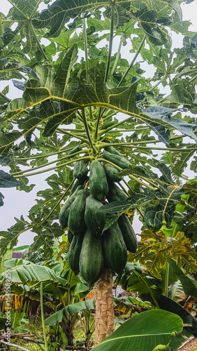 Abundant Green Papayas Growing on a Tropical Tree