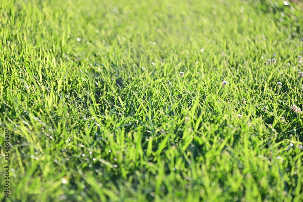 Fototapeta premium Green Grass