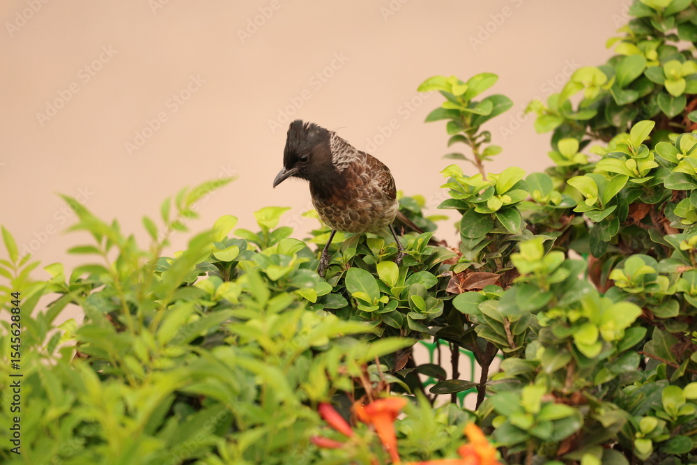 Obraz premium Red vented Bulbul on tree