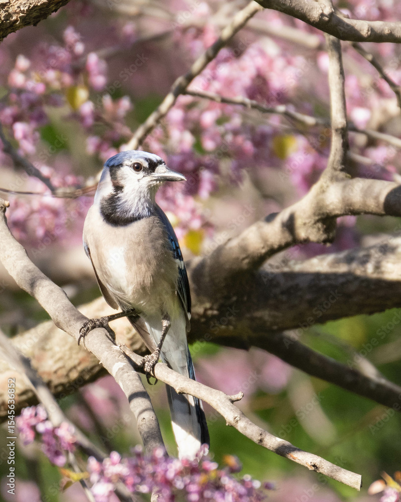 Fototapeta premium bluejay with pink blooms