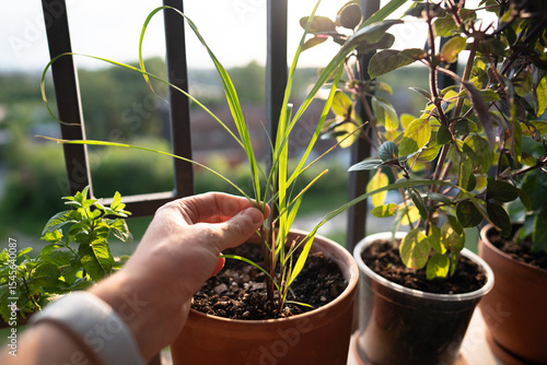 Closeup of man hand touching sprouts of tropical lemongrass (Cymbopogon citratus) herb in pot on balcony. Cultivation homegrown aroma citronella herbs, indoor gardening, sustainable living.  © DimaBerlin