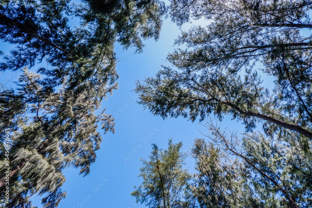 Obraz premium Can Gio Mangrove Forest