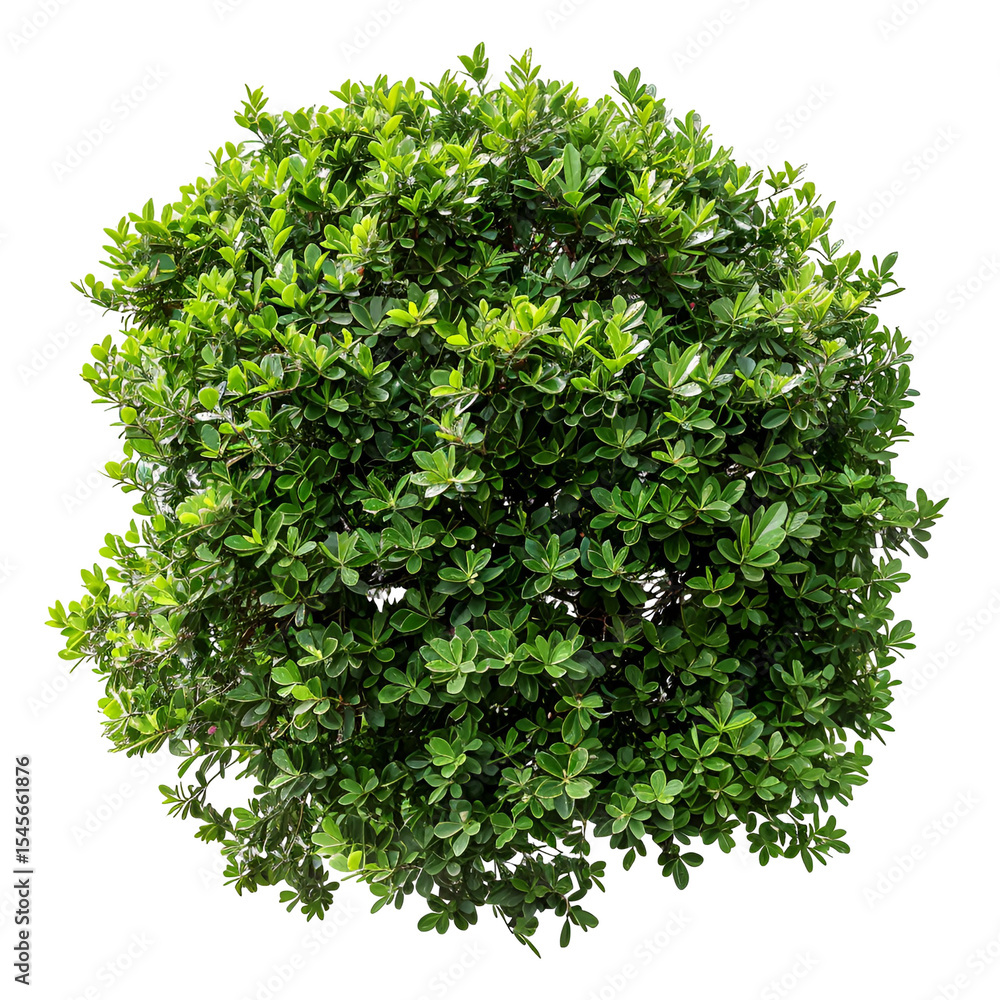 Obraz premium Lush Green Shrub Isolated on Black Background,