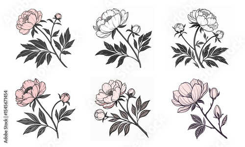 Six elegant botanical peony flower illustrations bundle with pink and grey color scheme