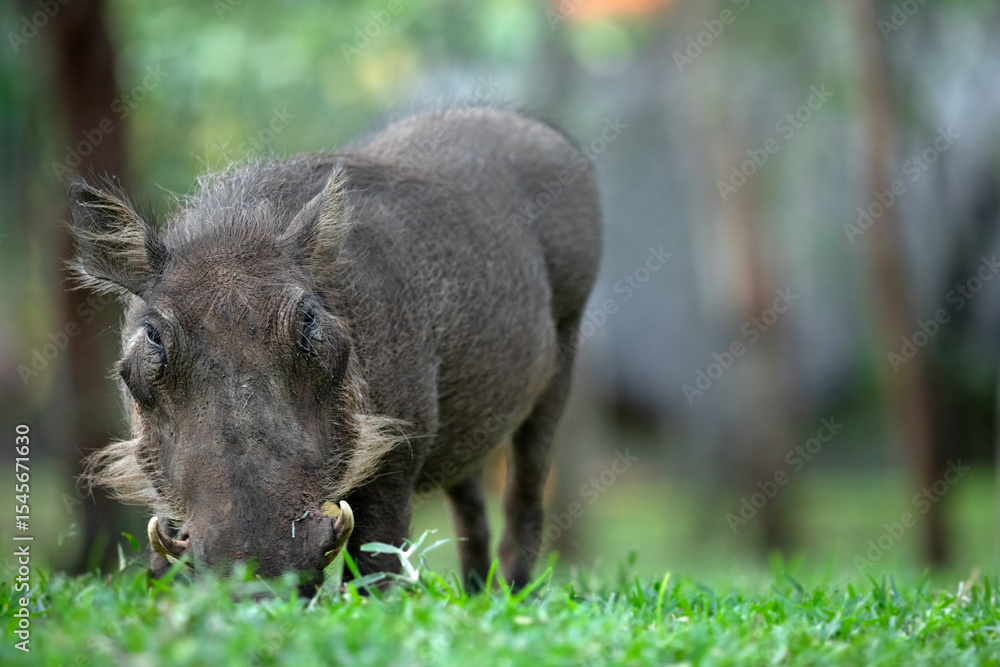 A warthog grazes on some lush green grass. A warthog grazes on some lush green grass.
