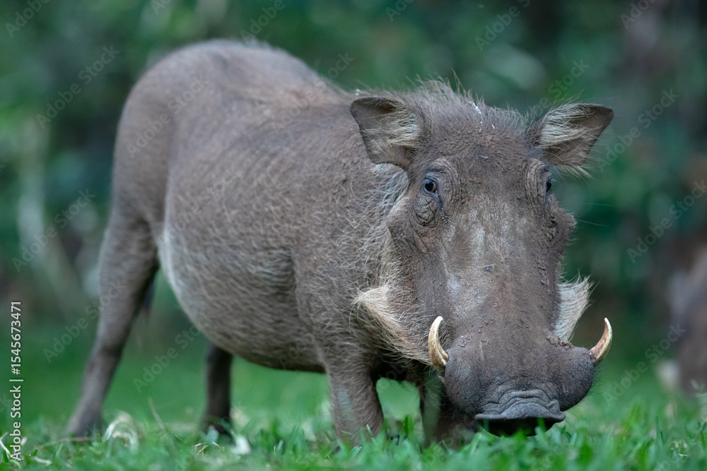 A warthog grazes on some lush green grass. A warthog grazes on some lush green grass.