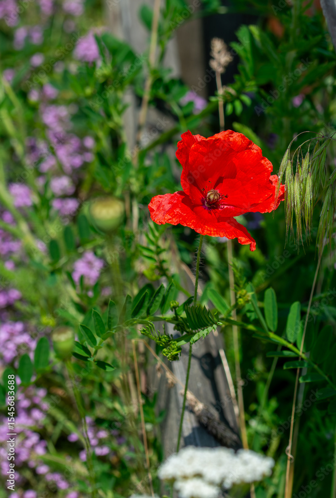 Obraz premium Beautiful poppies have blossomed. Their red petals sway in the light wind.