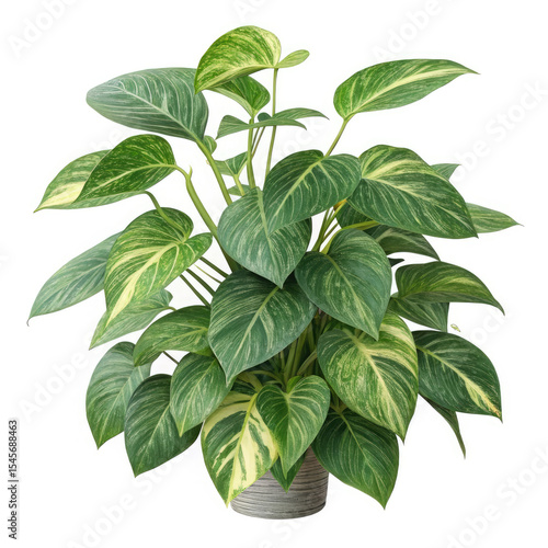 green plant isolated on white background