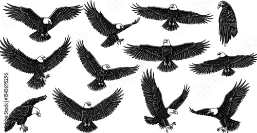 Bald eagle illustration, flying eagle sketch, raptor vector artwork, bird of prey drawing, majestic eagle silhouette, wildlife predator design, hunting eagle pose, detailed bird engraving art.