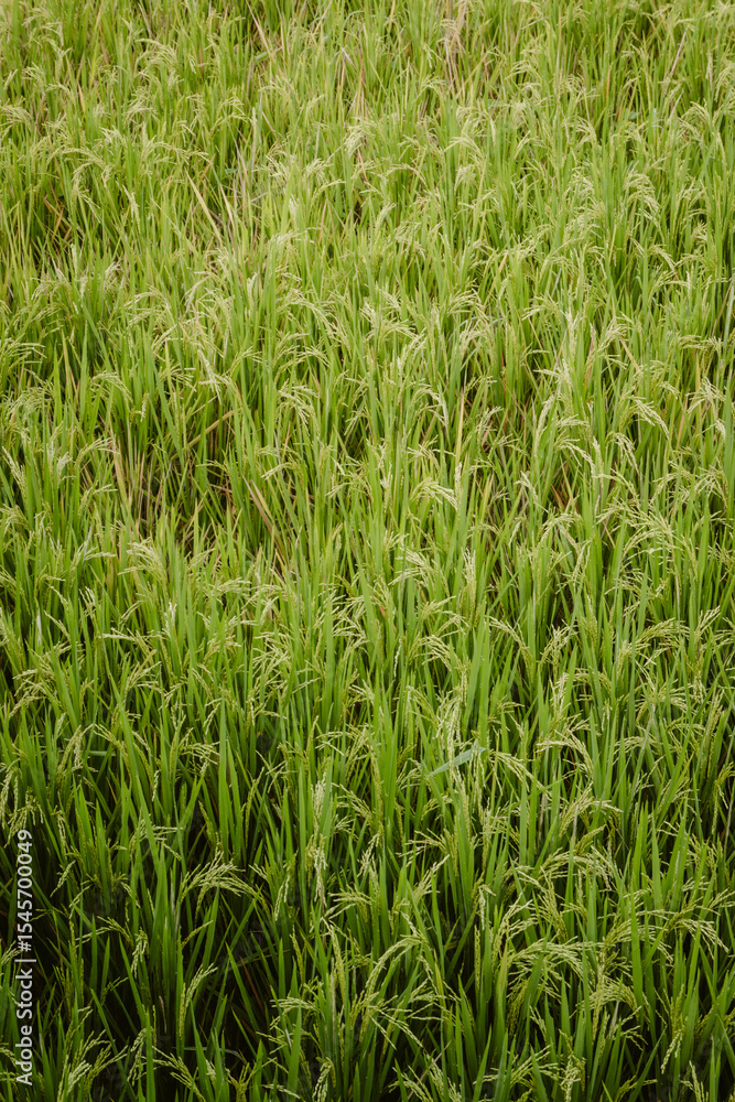 Fototapeta premium Green background of fresh growing plants outdoor at daytime in the rice fields of Ubud in Bali Indonesia with space for text.