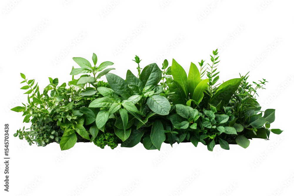 Obraz premium Fresh green herbs assortment png image for culinary and medicinal uses, botanical illustration, isolated on transparent background
