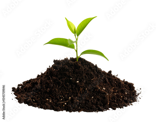 Wallpaper Mural Small green plant emerging from dark soil Torontodigital.ca