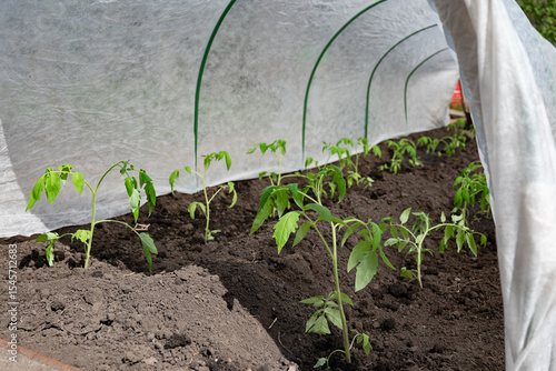 Small garden with young tomato plants covered by protective fabric in a rural backyard during early spring