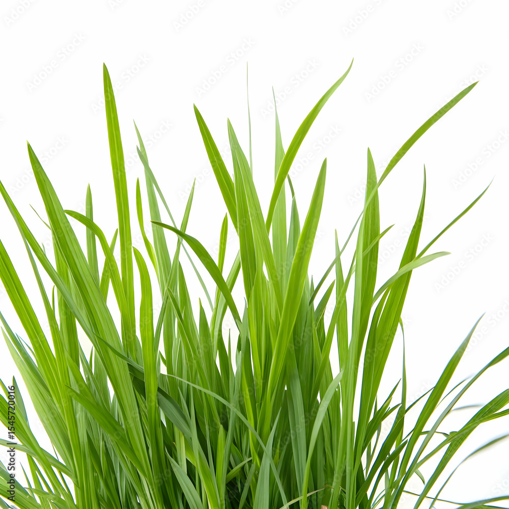 Grass isolated on transparent background Grass isolated on transparent background