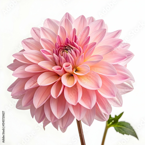 Pink dahlia flower isolated on transparent background  