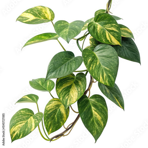 green plant isolated on white background