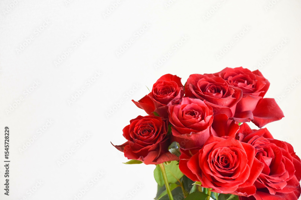 Obraz premium 赤いばら