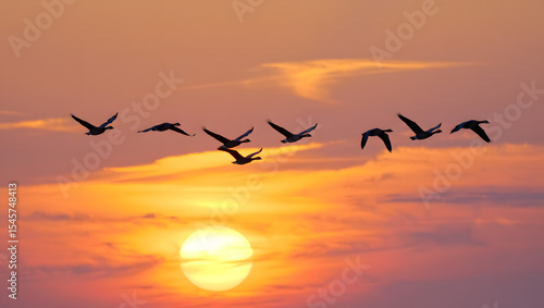 Silhouetted geese flying at sunset