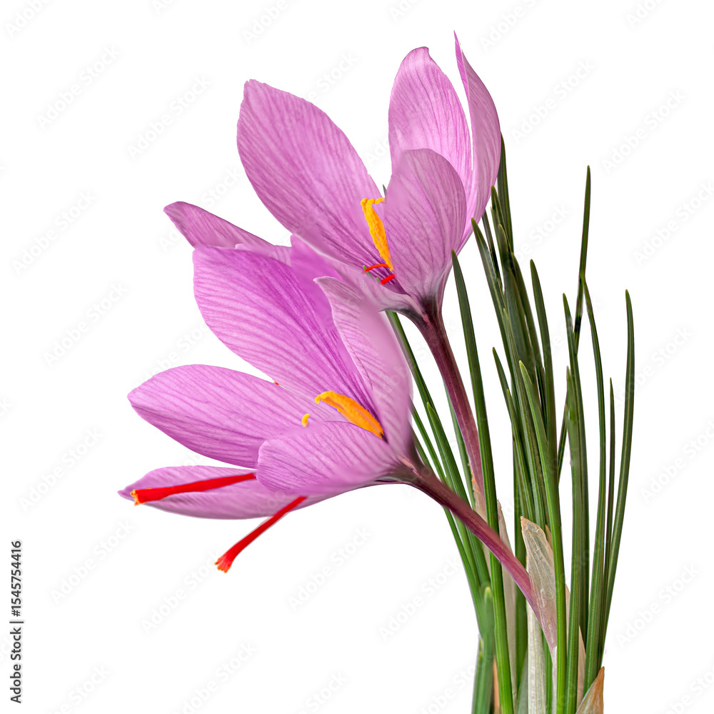 Fototapeta premium Two saffron flowers opening their petals