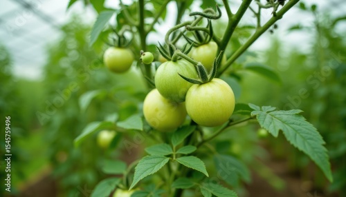 Wallpaper Mural Close-up view of unripe tomatoes on a plant. Torontodigital.ca