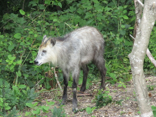 ニホンカモシカ