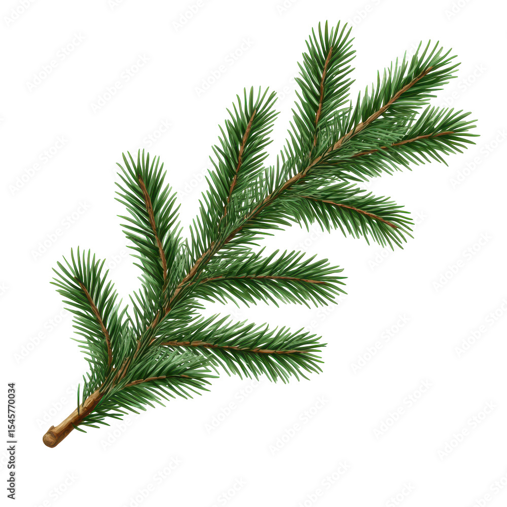 Lush Green Pine Branch Isolated on Black Background isolated on a transparent background Lush Green Pine Branch Isolated on Black Background isolated on a transparent background